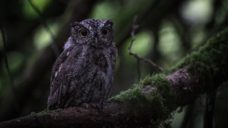 Small owl mossy branch forest - mossy free wallpaper