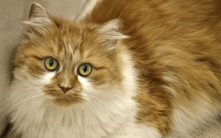 Sad cat green eyes couch - eye free wallpaper