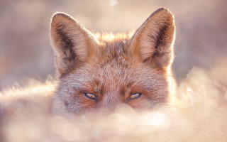 Fox closeup portrait blueeyes old - a blurry background of grass and bushes free wallpaper
