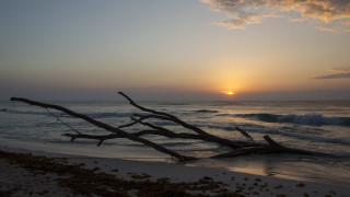 Tree branch beach sunset wave - the sun in the distance behind free wallpaper