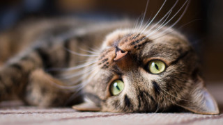 Black cat green eyes laying 3 - its eye wide open free wallpaper