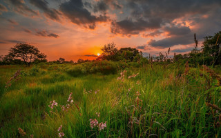 Flower field sunset trees cloudy - grass free wallpaper
