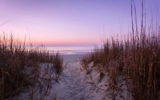 Beach path tall grass pink - betye saar free wallpaper