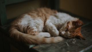 Cat sleeping wooden bench rococo - wooden free wallpaper