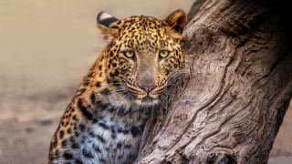 Leopard tree trunk serious animal - a tree trunk free wallpaper