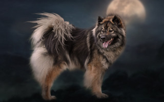 Dog moonlight night fullmoon crescent - the dark free wallpaper