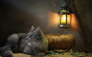 Cat laying table lantern pumpkin - a candle free wallpaper