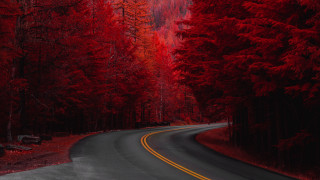 Red forest road bench autumn - both side of it free wallpaper