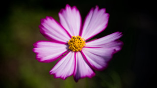 Pink flower yellow center dark - the dark background free wallpaper