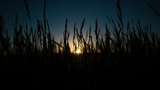 Sunset tallgrass darksky fullmoon clouds - the sun in the distance behind free wallpaper