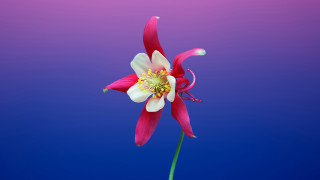 White flower blue pink background - a single flower free wallpaper