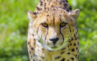 Cheetah grass nature blurry background - a blurry background of trees and bushes free wallpaper