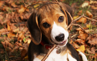 Dog stick leaves woods autumn - its mouth free wallpaper