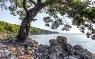 Tree water rocks boat sky - alen divi free wallpaper
