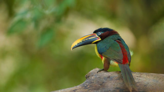 Colorful bird branch blurry background 2 - a blurry background of trees and bushes free wallpaper