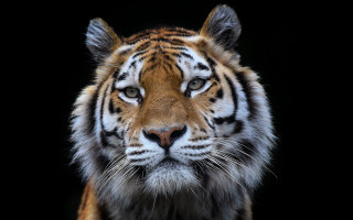 Tiger closeup blackbackground davidimms wildlife - a portrait free wallpaper