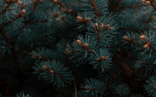 Pine needle cone bokeh nature - a close up of a pine tree free wallpaper