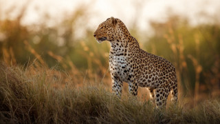 Cheetah field trees light sky - colored free wallpaper