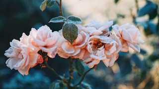 Pink flowers water droplets bokeh - a garden free wallpaper for desktop