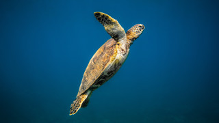 Turtle ocean blue background black - a turtle swimming in the ocean free wallpaper