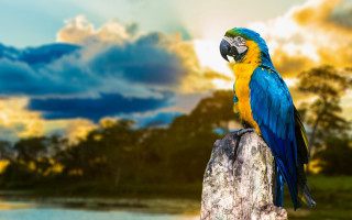 Blue yellow parrot river trees - primitivism free wallpaper