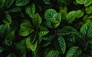 Green plant leaves brown background - a green plant free wallpaper
