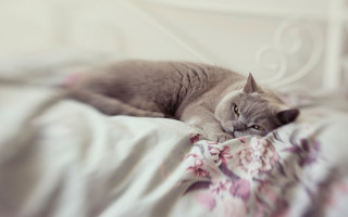 Cat white tiger flower blurry - a white comforter free wallpaper