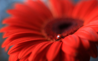 Ladybug redflower bluebackground macro blurry - a red flower free wallpaper