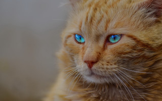 Cat blue eyes macro realistic - carlos catasse free wallpaper for desktop