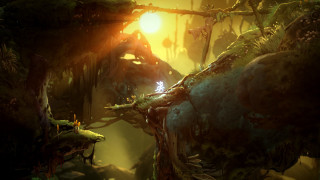 Jungle sunset tree lizard forest - a lizard free wallpaper