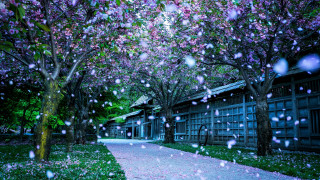 Walkway trees flowers rain architecture - a walkway free wallpaper