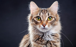 Black cat green eyes symmetrical 3 - symmetrical free wallpaper