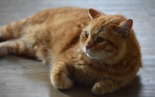 Sad cat floor glamour rococo - felix octavius carr darley free wallpaper