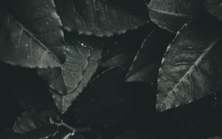 Leafy plant water drops monochrome - drop of water free wallpaper