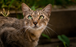 Black cat green eyes plant - neoplasticism free wallpaper