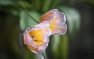 Pink flowers yellow center soft - soft focus free wallpaper