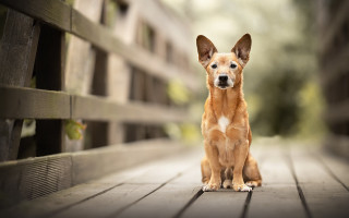 Dog sitting wooden bench park - the background and a blurry background free wallpaper