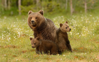 Mother bear cubs autumn field - white flower free wallpaper
