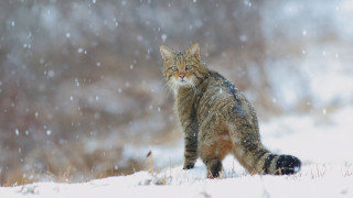 Cat snow winter tree blurry - a blurry background of trees and bushes free wallpaper