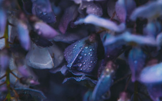 Purple hydrangea wisteria bokeh macro 2 - a close up of a bunch free wallpaper