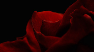 Red rose macro black background - rose free wallpaper