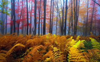 Mystical autumn forest foggy leaves - mystical color free wallpaper