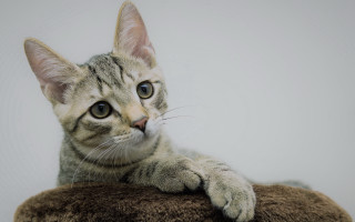 Cat brown pillow blue eye - blue eye free wallpaper