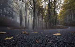Winding road forest fog leaves - fog free wallpaper