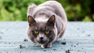 Cat blue surface green eyes - green free wallpaper