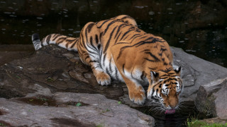 Tiger drinking pond zoo germany - arie smit free wallpaper for desktop