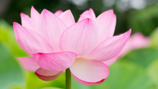 Pink flower green leaves blurry 22 - a pink flower free wallpaper