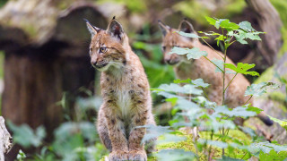 Small lynx rock woods animals - naturalism free wallpaper