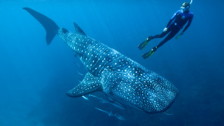 Man whale scuba diver ocean - nearby free wallpaper