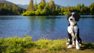 Dog lake forest sky bush - a forest in the background free wallpaper
